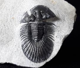 Scabriscutellum hammadi CHATTERTON et al. 2006 - Bild © FossNet FossilienStore